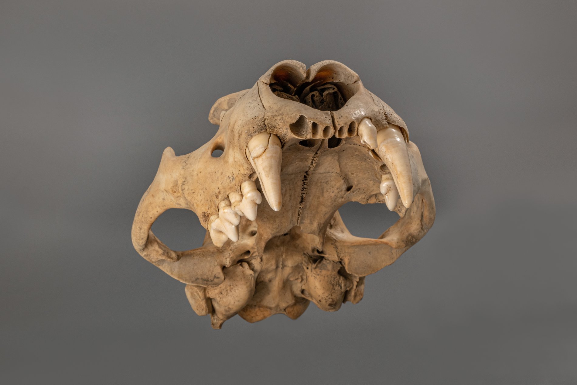 A very rare Cave Lion (panthera spelaea) skull - Image 3 of 5