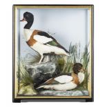 Hutchings of Aberystwyth: A pair of Shelduck