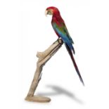 A Green Winged Macaw