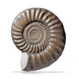 A Paracoroniceras Lyra Ammonite