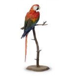A Scarlet Macaw on branch