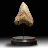 A very large Megalodon tooth