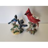 Red Beswick Cardinal bird with 2 American blue Jays