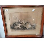 Pencil drawing by Hodgeson 1896 of rabbits