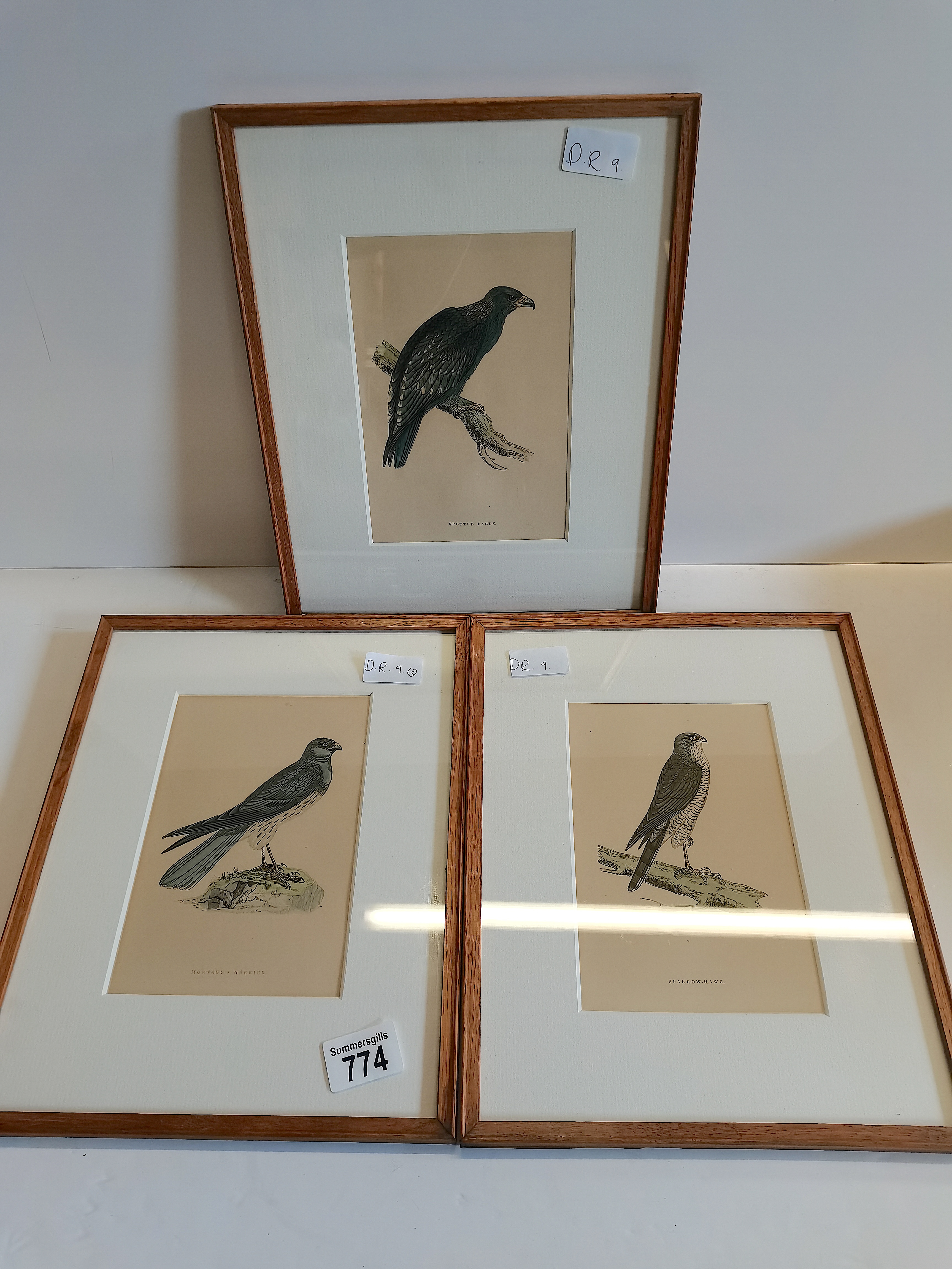 3 x bird pictures