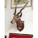 Vintage stuffed head of a gazelle/ antelope