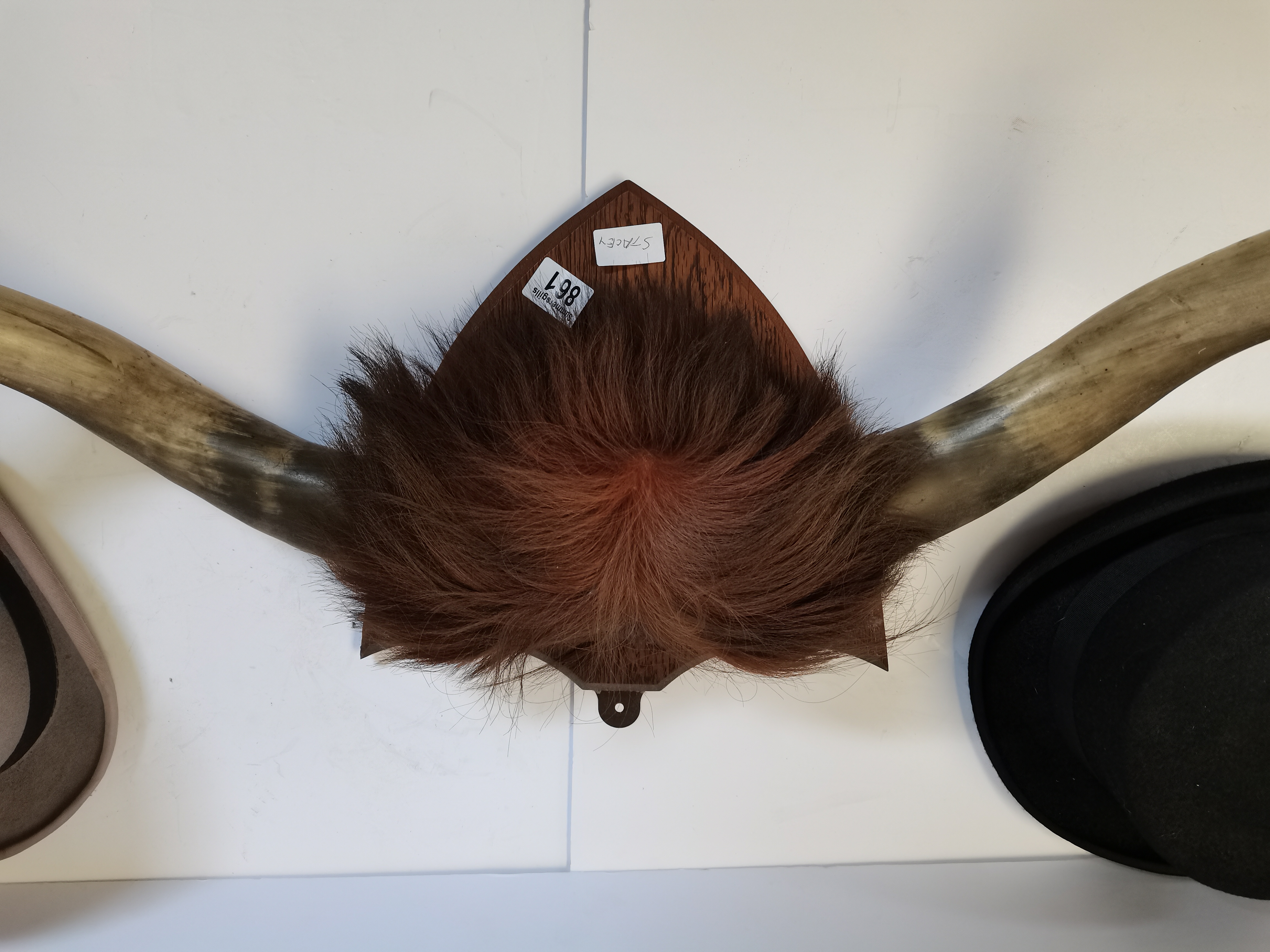 Buffalo Horns On Wooden Plaque with 2 Hats - Image 6 of 6