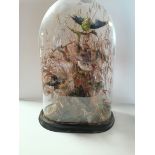 48cm glass dome with stuffed birds