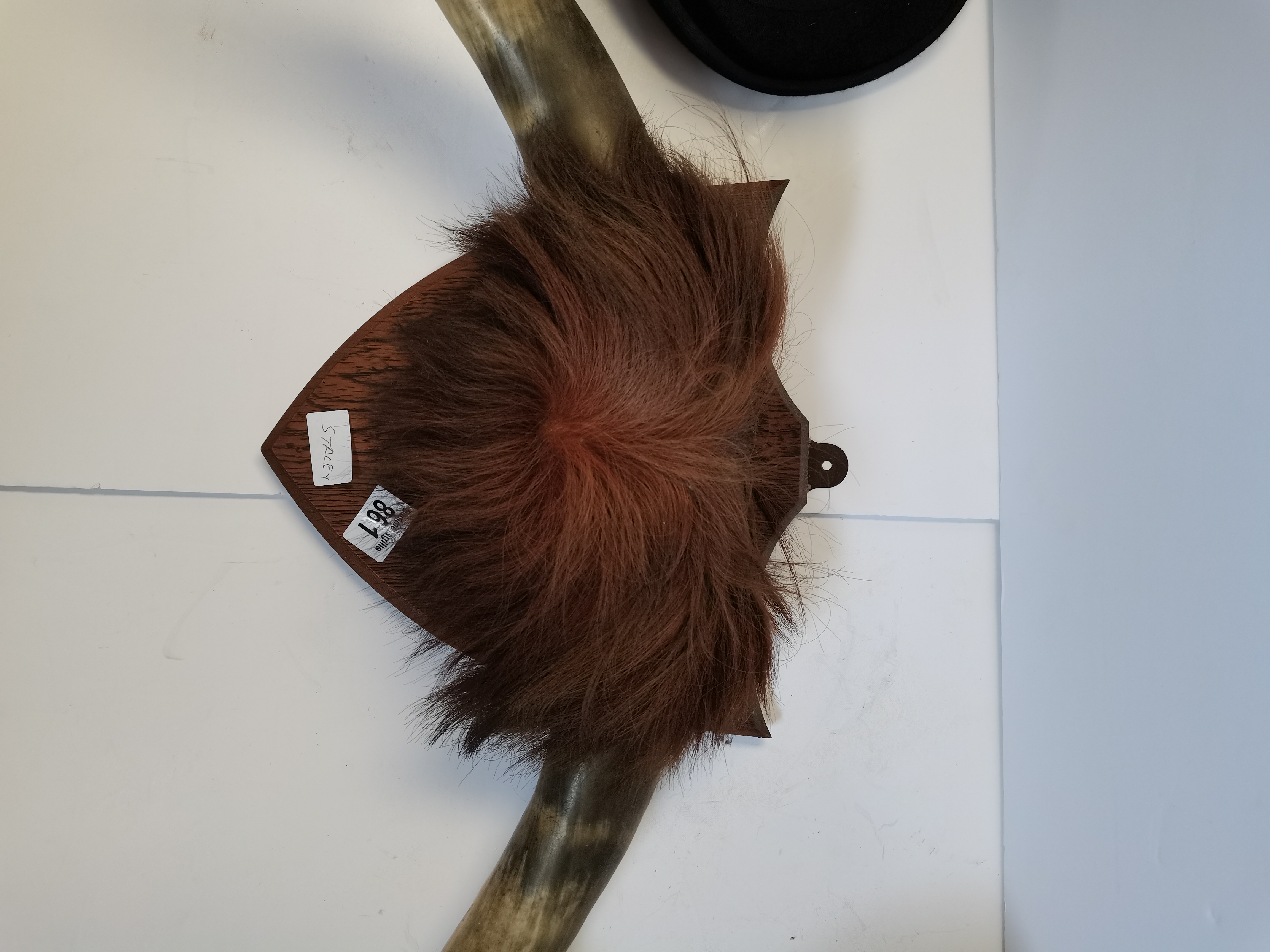 Buffalo Horns On Wooden Plaque with 2 Hats - Image 5 of 6