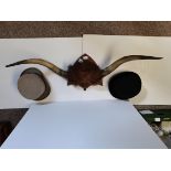 Buffalo Horns On Wooden Plaque with 2 Hats
