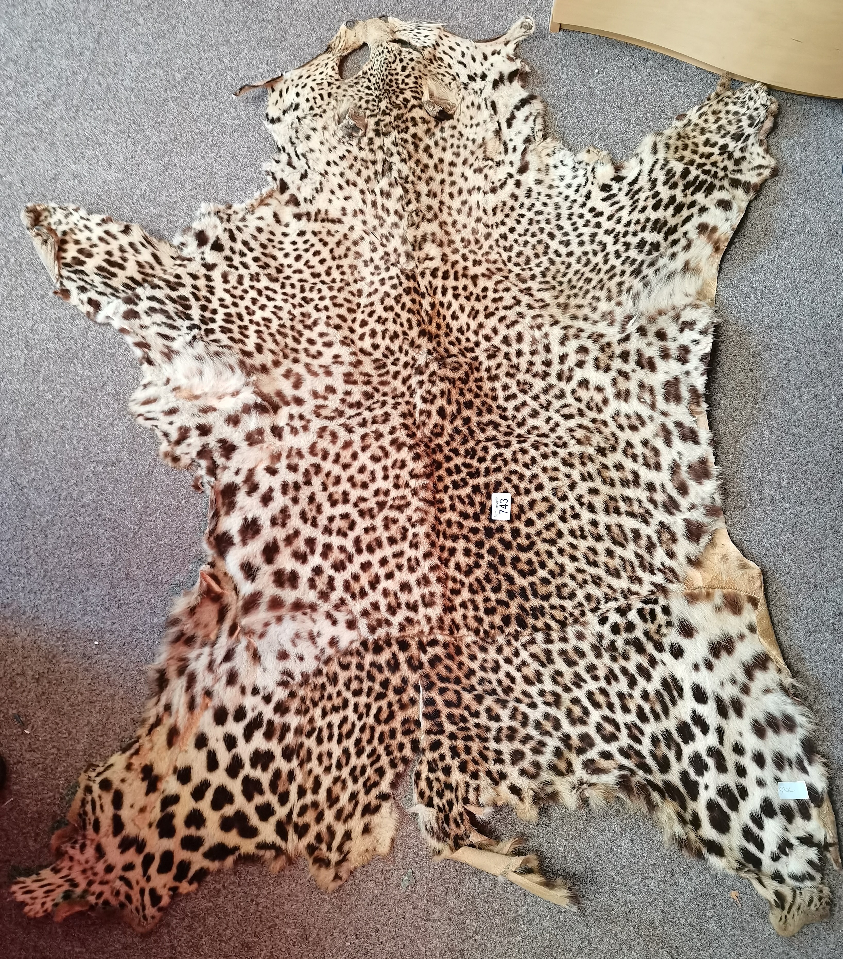 Victorian Leopard skin 1.4m long