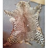 Victorian Leopard skin 1.4m long