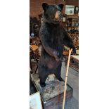 6ft black bear on stand very rare Possibly North American