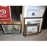 7 pictures and stuffed bird in glass box