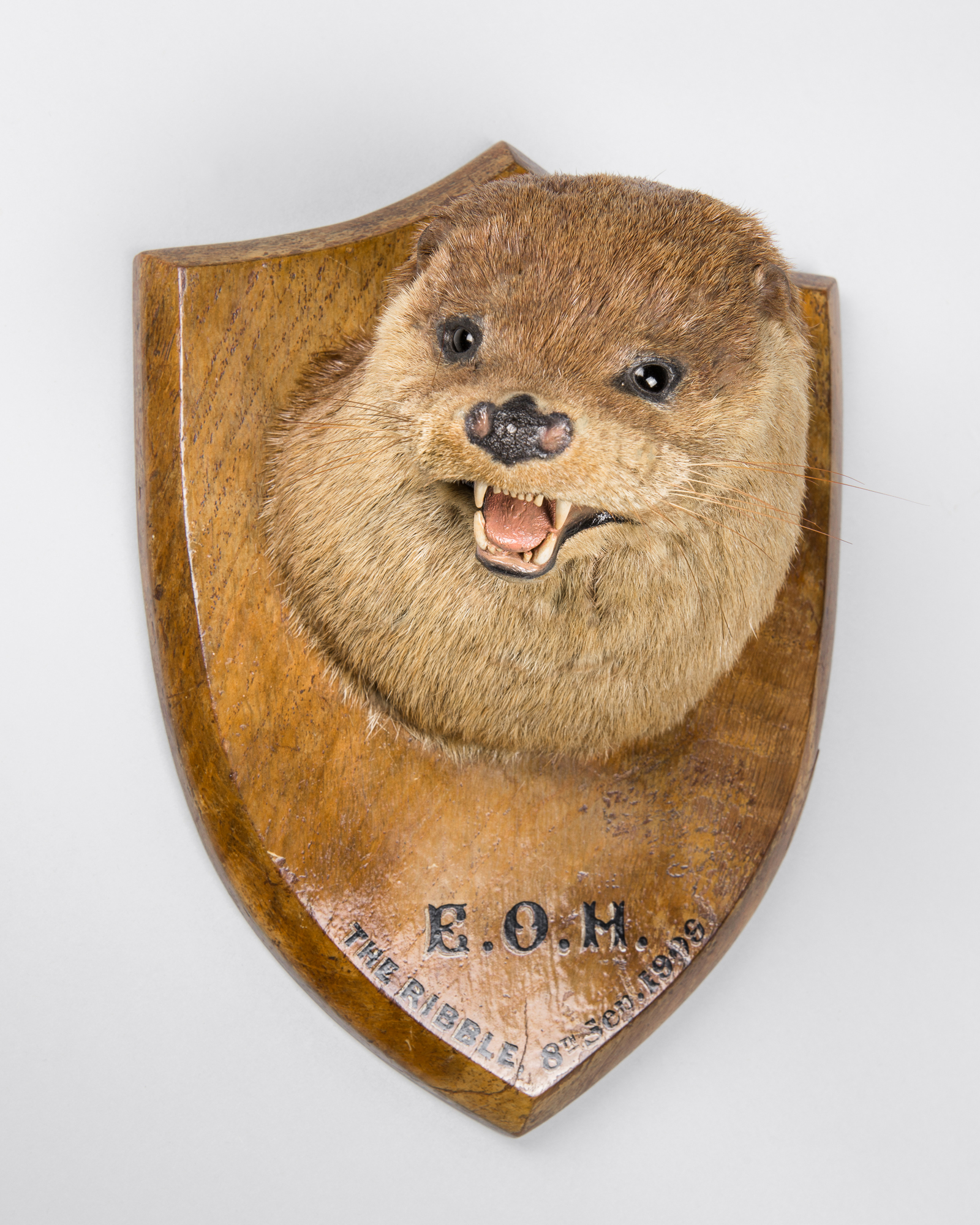 AN EARLY 20TH CENTURY TAXIDERMY OTTER MASK UPON AN OAK SHIELD. Inscribed E.O.H. THE RIBBLE 8TH