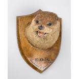 AN EARLY 20TH CENTURY TAXIDERMY OTTER MASK UPON AN OAK SHIELD. Inscribed E.O.H. THE RIBBLE 8TH