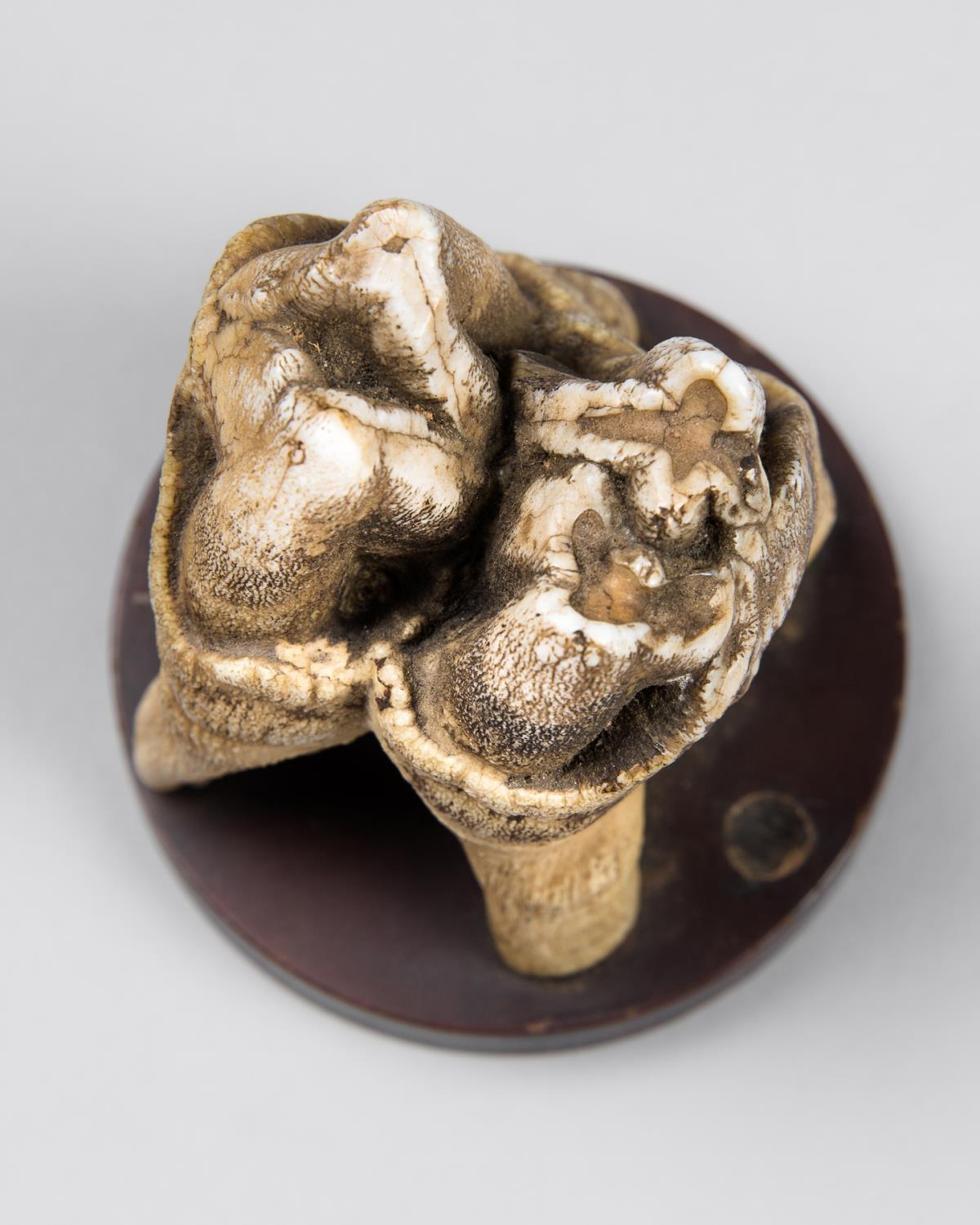 AN UNUSUAL 19TH CENTURY HIPPOPOTAMUS TOOTH. Mounted on a slightly later base. (h 8cm) - Image 2 of 2