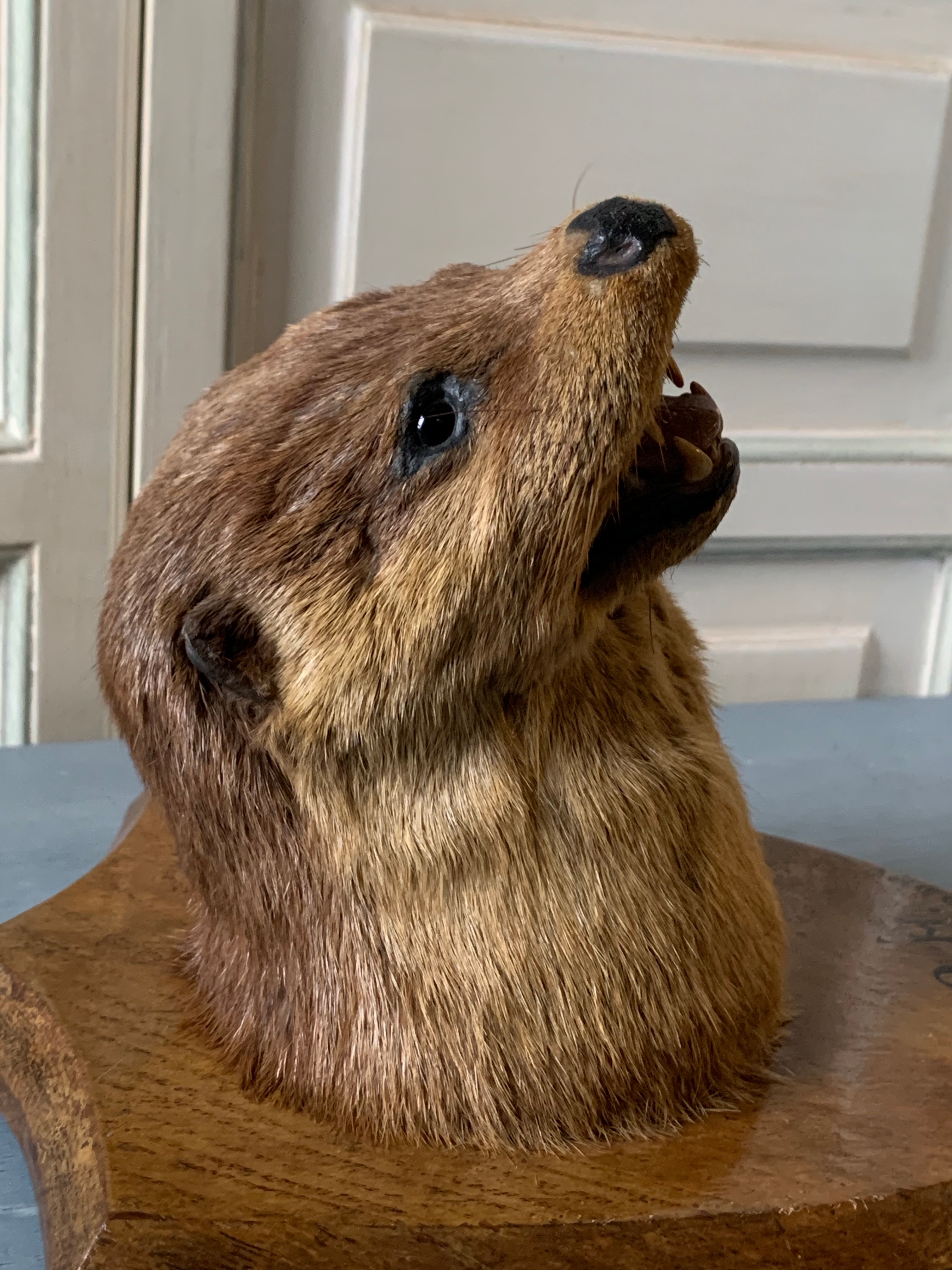 AN EARLY 20TH CENTURY TAXIDERMY OTTER MASK UPON AN OAK SHIELD. Inscribed E.O.H. THE RIBBLE 8TH - Image 5 of 6
