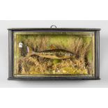 A LATE 19TH/EARLY 20TH CENTURY TAXIDERMY GUDGEON IN A GLAZED BOW FRONT CASE (h 13cm x w 23cm x d 7.