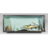 A 20TH CENTURY TAXIDERMY GLAZED CASE OF FISH, COMPRISING OF A MULLET, TWO LUMPSUKERS AND ONE