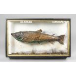 A LATE 19TH/EARLY 20TH CENTURY TAXIDERMY COHO SALMON IN A GLAZED CASE (h 43cm x w 76.5cm x d 15cm)