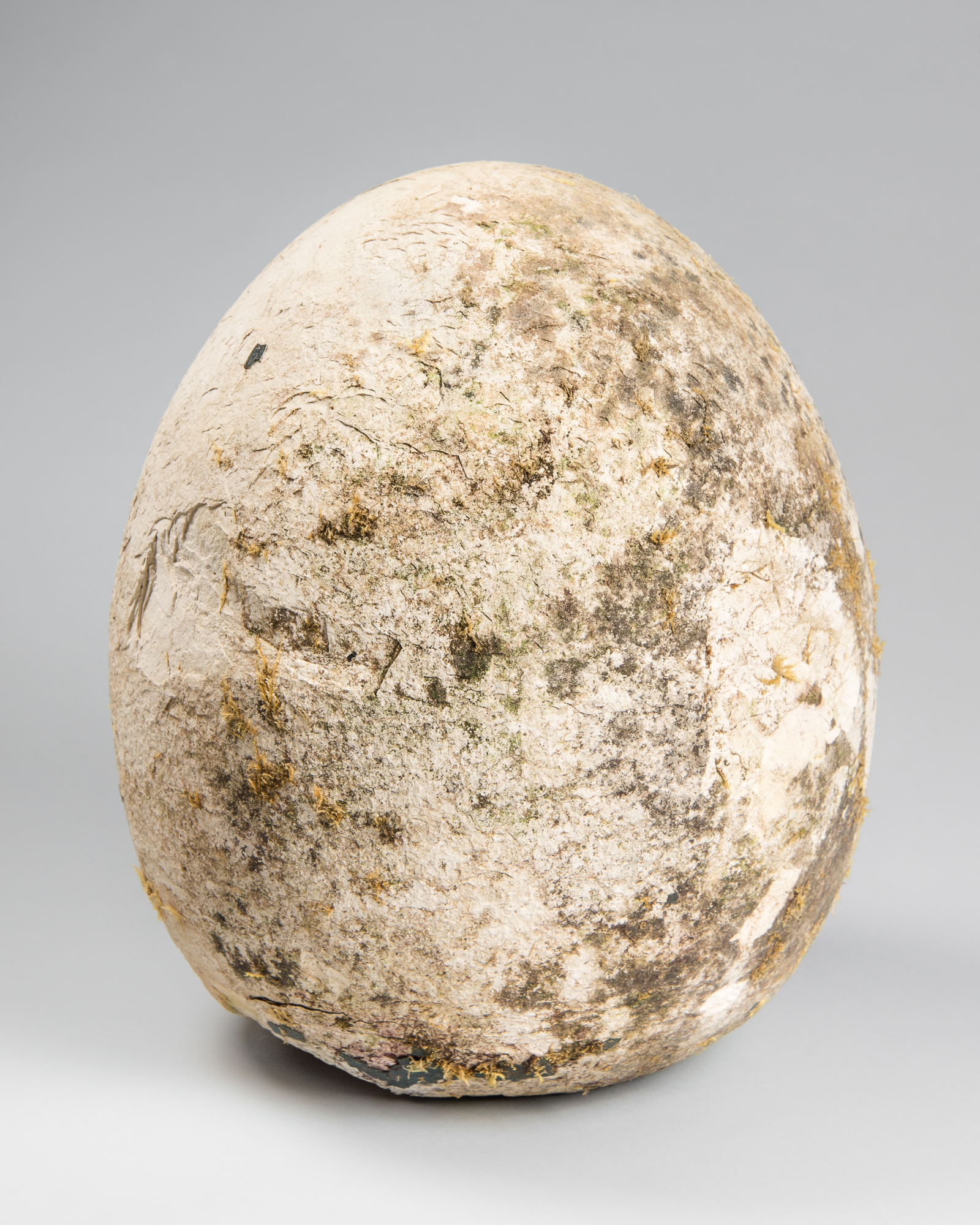 A GIGANTIC AND UNUSUAL MODEL OF AN EGG. Possibly a film prop for a dinosaur or Elephant bird. (h