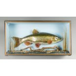 A 20TH CENTURY TAXIDERMY CHUB IN A GLAZED CASE, BY DAVID'S TAXIDERMY CLACTON ON SEA. 3.2lb. (h