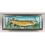 A 20TH CENTURY TAXIDERMY PIKE IN A GLAZED CASE. Caught by J.E Stringer, River Delph, Norfolk,