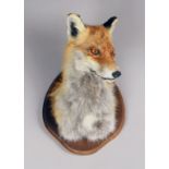 A LATE 20TH CENTURY TAXIDERMY FOX HEAD UPON A WOODEN SHIELD (h 35cm x w 22cm x d 24cm)