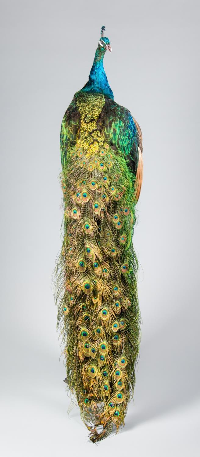 A 21ST CENTURY TAXIDERMY PEACOCK MOUNTED ON A WOODEN PEDESTAL. (h 170cm x w 40cm x d 132cm)