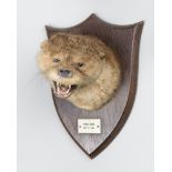 PETER SPICER & SONS, A 20TH CENTURY TAXIDERMY OTTER MASK Inscription to plaque: BAGBER BRIDGE,