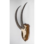 ROWLAND WARD, A LATE 19TH CENTURY SABLE UPPER SKULL AND HORNS UPON AN OAK SHIELD. Paper trade