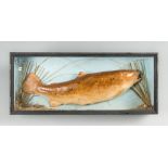 A 20TH CENTURY TAXIDERMY BROWN TROUT IN A GLAZED CASE (h 20.5cm x w 53.5cm x d 10cm)