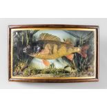 A 20TH CENTURY TAXIDERMY PERCH IN A PERSPEX GLAZED BOW FRONT CASE (h 28cm x w 43.5cm x d 13cm)