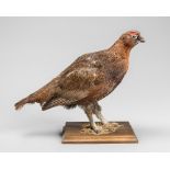 A 20TH CENTURY TAXIDERMY RED GROUSE MOUNTED UPON A WOODEN BASE (h 29cm x w 28cm x d 15cm)