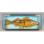 A 20TH CENTURY TAXIDERMY ZANDER IN A GLAZED CASE. Previously owned by Pete Watts, Mott the