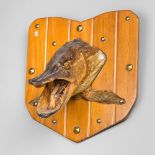 A 20TH CENTURY TAXIDERMY PIKE HEAD UPON A WOODEN SHIELD (h 30cm x w 28cm x d 21cm)