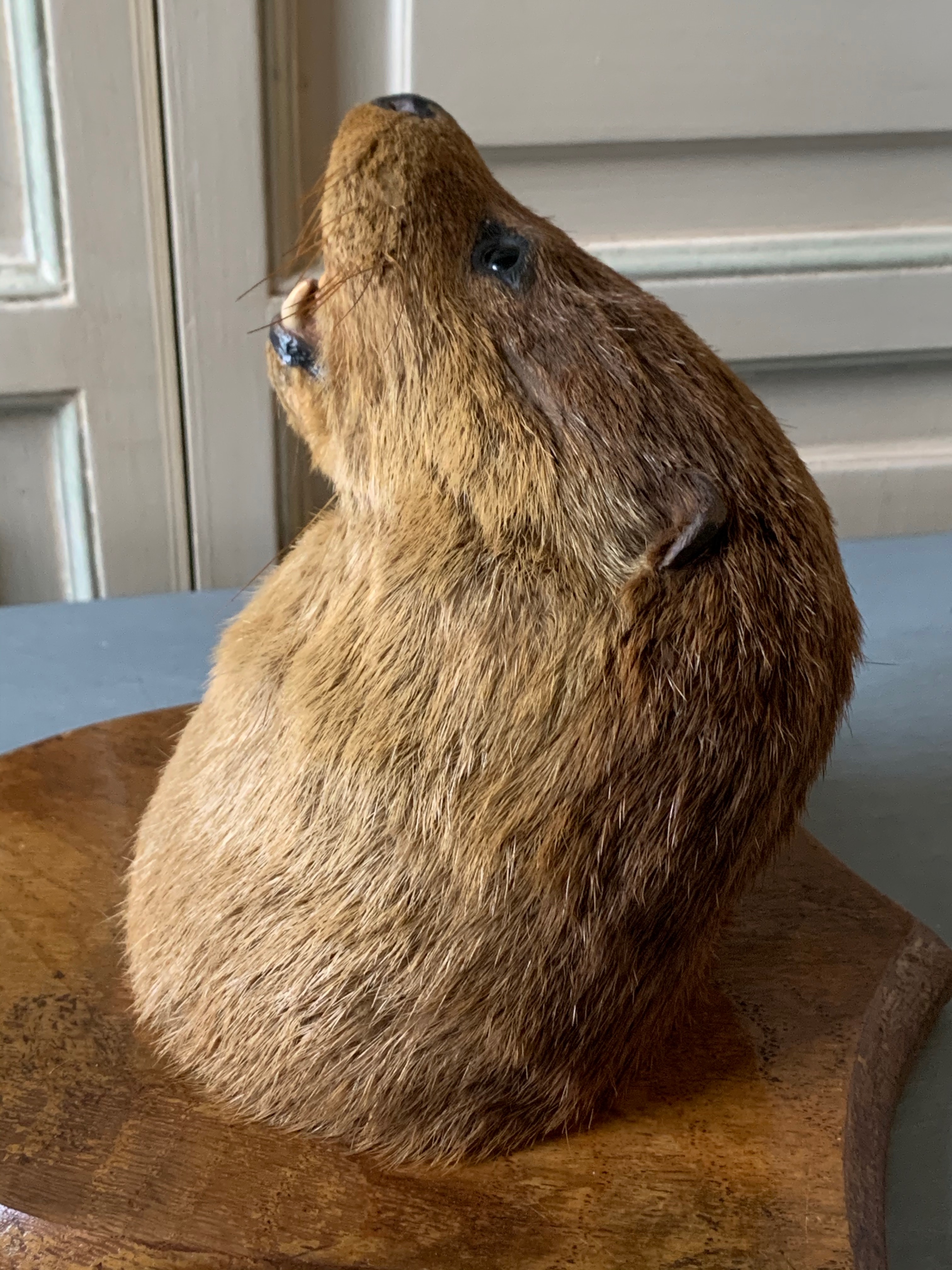 AN EARLY 20TH CENTURY TAXIDERMY OTTER MASK UPON AN OAK SHIELD. Inscribed E.O.H. THE RIBBLE 8TH - Image 6 of 6