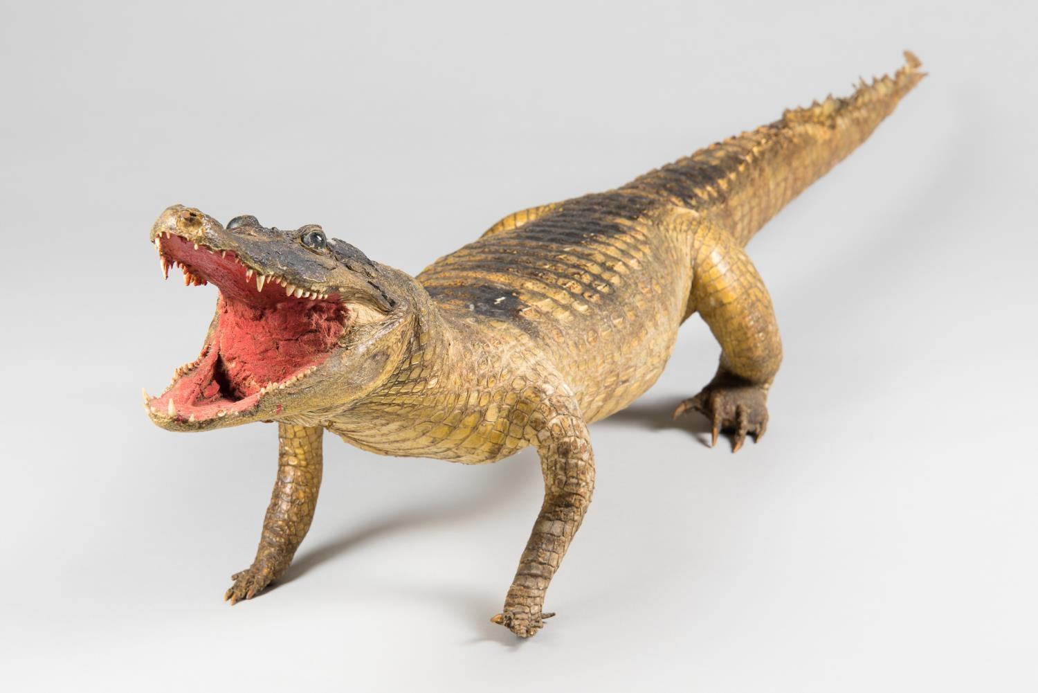 AN EARLY 20TH CENTURY TAXIDERMY CROCODILE. (148cm)