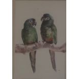 A 20TH CENTURY WATERCOLOUR, A PAIR OF PARROTS Unsigned, mounted, framed and glazed. (34cm x 39cm)