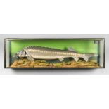 A 20TH CENTURY TAXIDERMY STURGEON IN A GLAZED CASE. Caught in Leighton Pools. (h 38cm x w 130cm x