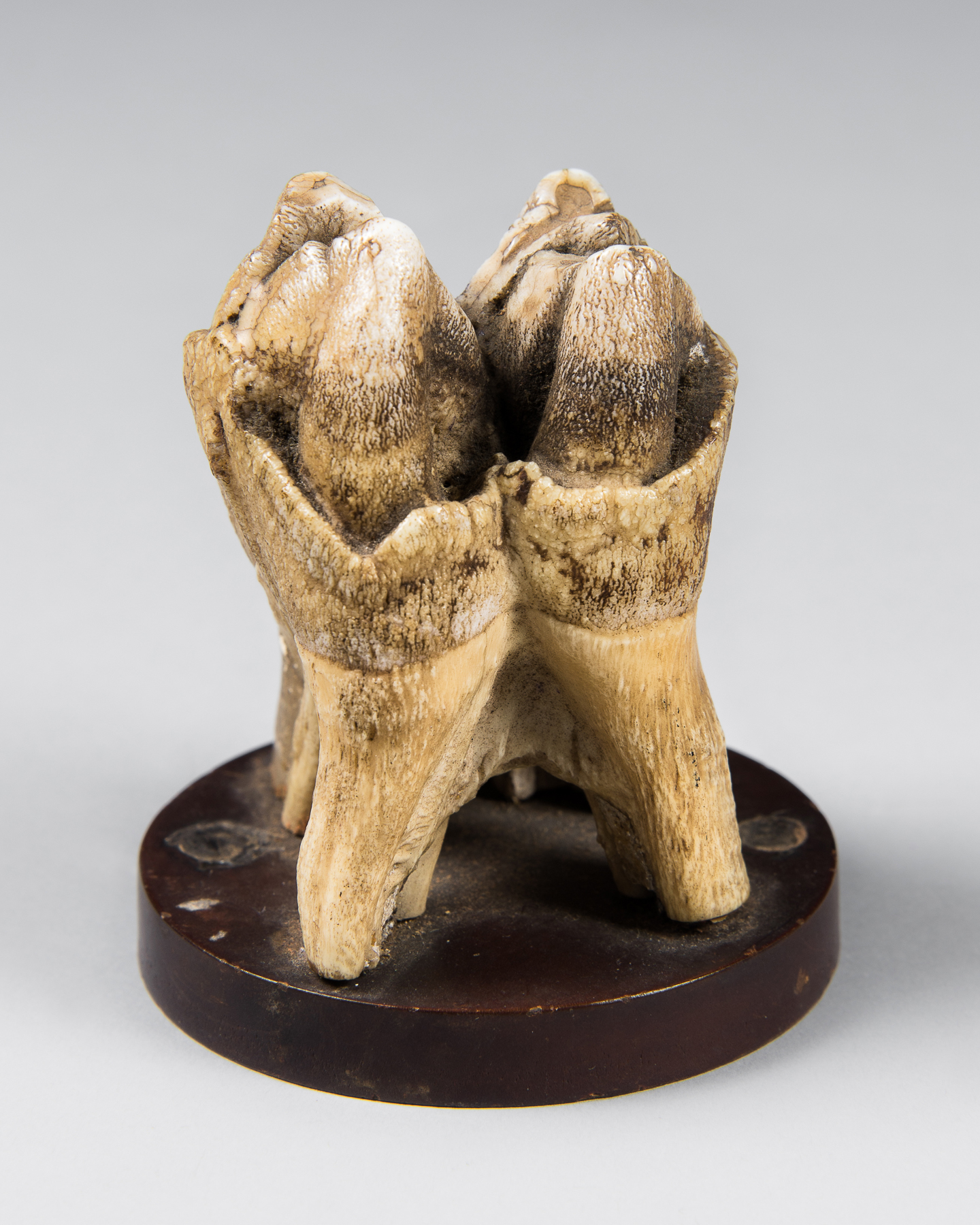 AN UNUSUAL 19TH CENTURY HIPPOPOTAMUS TOOTH. Mounted on a slightly later base. (h 8cm)