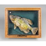 A 20TH CENTURY TAXIDERMY CRAPPIE IN A GLAZED CASE (h 25.5cm x w 30.5cm x d 7.5cm)