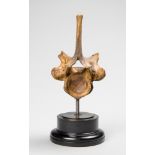 A GIRAFFE VERTEBRA MOUNTED UPON AN EBONISED PLINTH. The largest and most unusual section of a