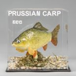 A 20TH CENTURY TAXIDERMY PRUSSIAN CARP IN A PERSPEX GLAZED CASE (h 20.5cm x w 20.5cm x d 20.5cm)