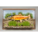 A 20TH CENTURY TAXIDERMY BROOK TROUT IN A FRAMED GLAZED CASE. By Marshall, Bidford-on-Avon. (h