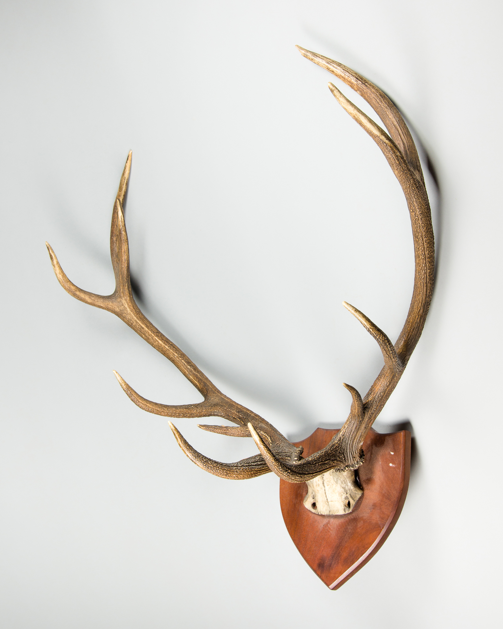 A 20TH CENTURY SET OF RED DEER ANTLERS UPON A WOODEN SHIELD (h 77cm x w 62cm x d 29cm)
