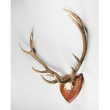 A 20TH CENTURY SET OF RED DEER ANTLERS UPON A WOODEN SHIELD (h 77cm x w 62cm x d 29cm)