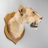 A 20TH CENTURY TAXIDERMY LIONESS HEAD MOUNTED UPON AN OAK SHIELD (h 61cm x w 45cm x d 61cm)