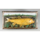 A LATE 19TH/EARLY 20TH CENTURY TAXIDERMY SHAD IN A GLAZED CASE (h 28cm x w 56cm x d 15cm)